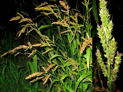 سوروف - معرفی علف های هرز